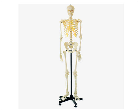 PVC Whole Body Skeleton Model