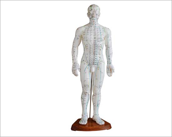 Acupuncture Model 50CM Male