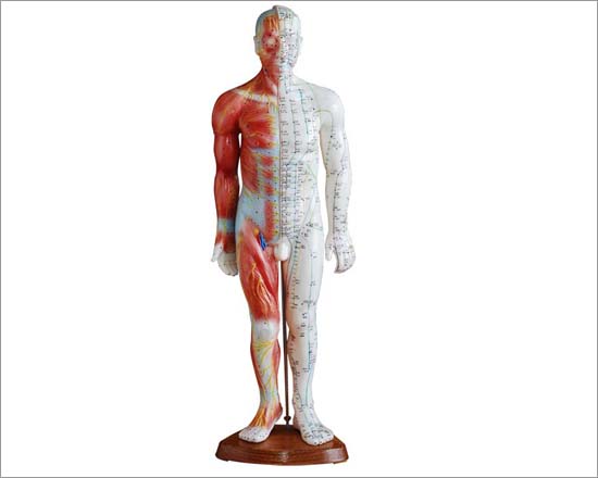 Acupuncture & Muscle Model