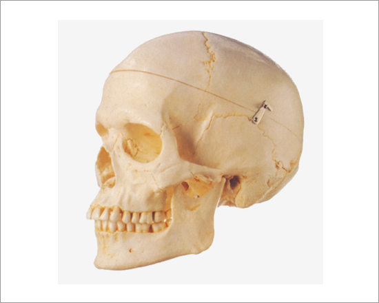Adult Skull