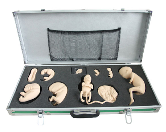 Advanced Embryo Development Process Simulator