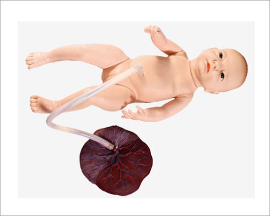 Advanced Neonatal Umbilical Cord Nursing Model