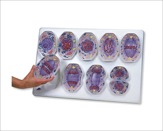 Animal Cell Mitosis Zoology Model Set Of 8