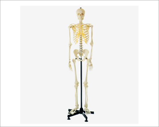 Artificial Human Skeleton Model