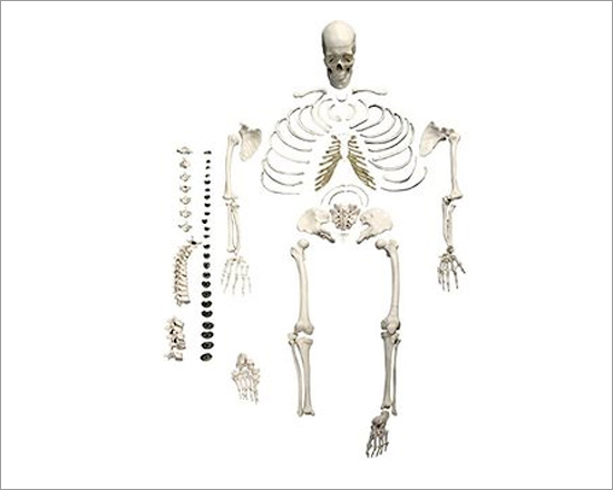 Deluxe Life Size Human Disarticulated Skeleton
