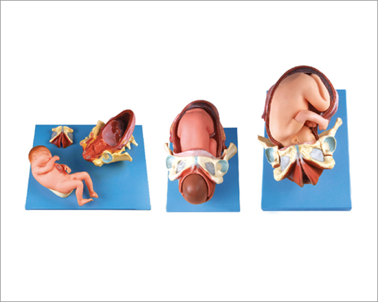 Demonstration Model of Childbirth