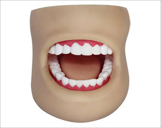 PVC Dental Model(With Cheek