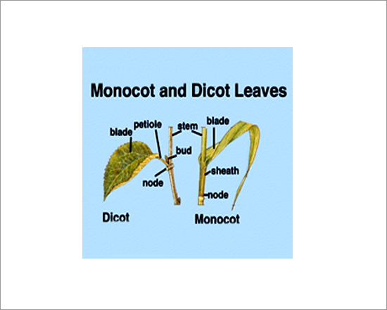 Dicot & Monocot Leaves