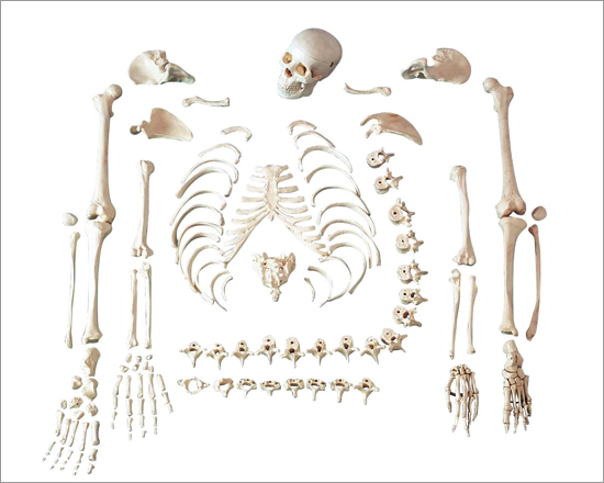 Disarticulated Life Size Skeleton