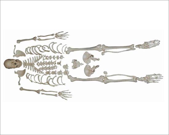 PVC Disarticulated Skeleton with Skull