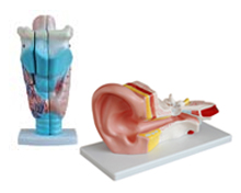Ear, Nose and Throat Models