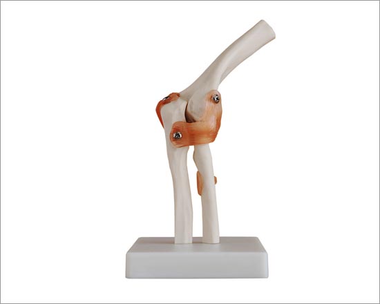 Elbow Joint Model Life Size