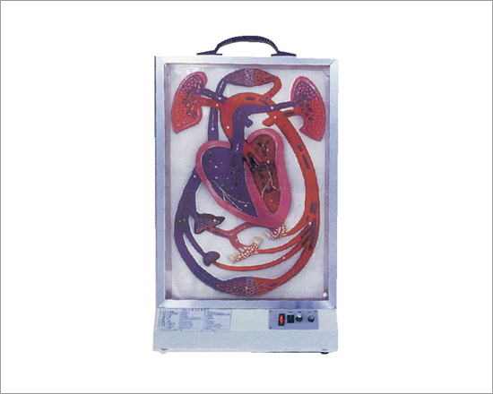 Electric Heart Beat and Blood Circulation Model