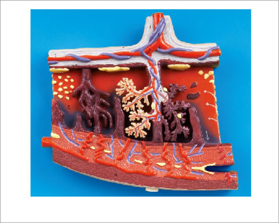 Enlarged Model of Placenta