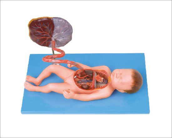 Fetal Circulatory System Model