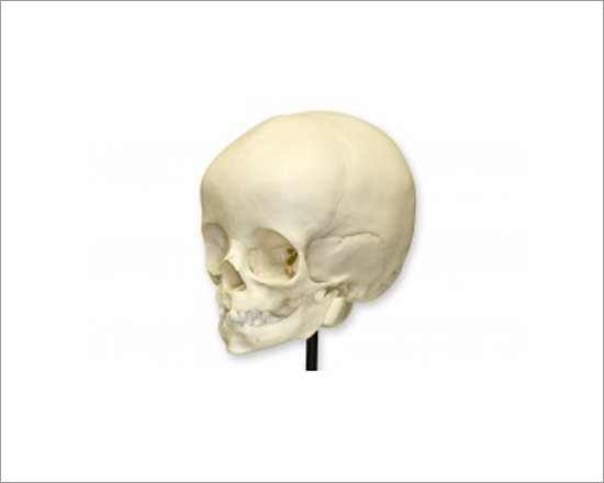 Foetal Child Skull Infant Skull