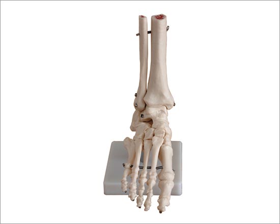 PVC Foot Joint Life Size