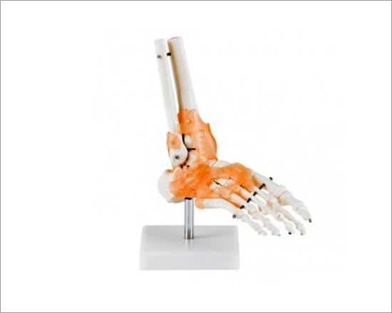 Foot Joint With Ligaments Life Size