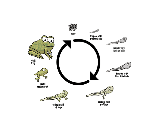 Frog Development Zoology Model
