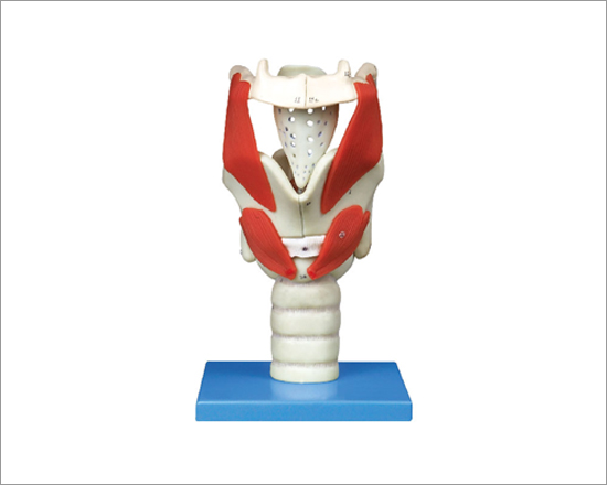Larynx Functional Model