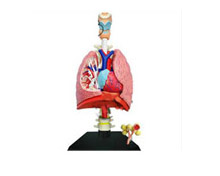 Best Heart and Artery Models