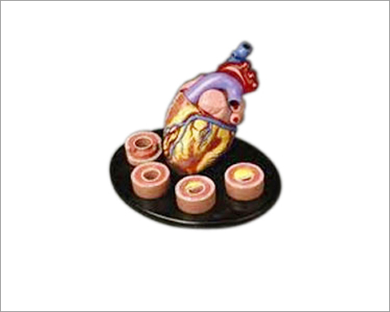 Heart With Arteries Models