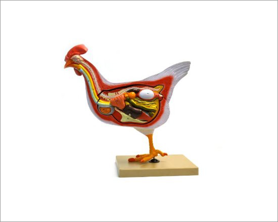 Hen (Bird) Dissection Model