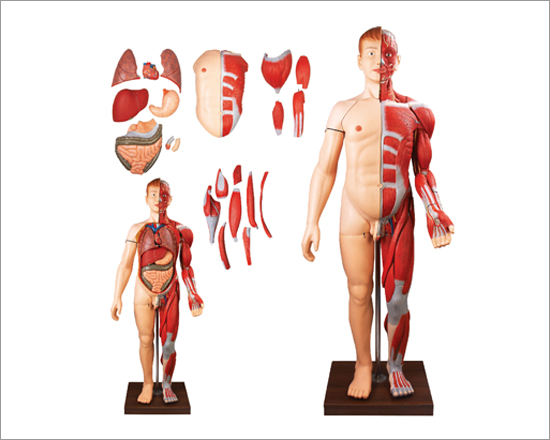 Human Body Muscles with Internal Organs