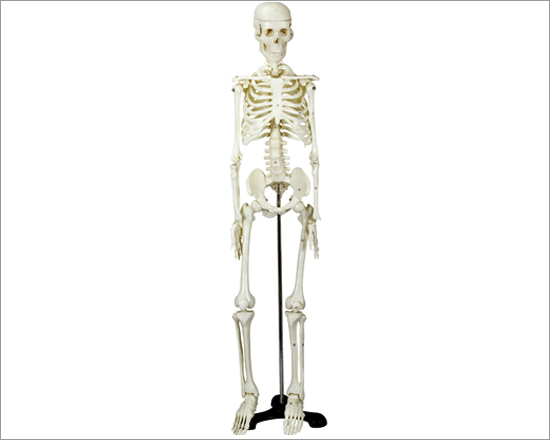 Human Skeleton Life