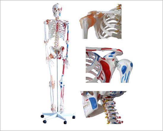 PVC Human Skeleton