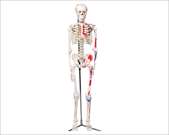 Human Skeleton with Nerves & Blood Vessels Model