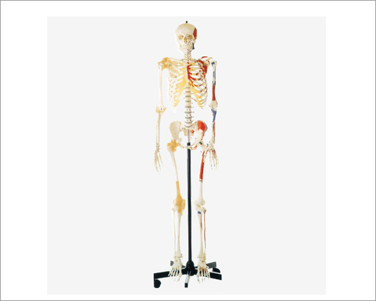 Human Skeleton with One-side Painted Muscles model