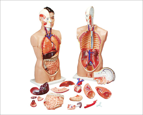 Human Anatomy Torso