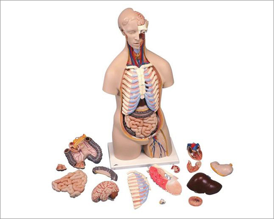 Human Anatomy Torso Unisex