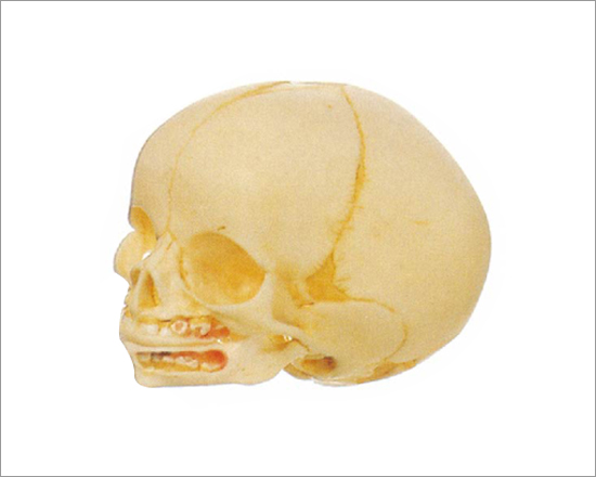PVC Infant Skull