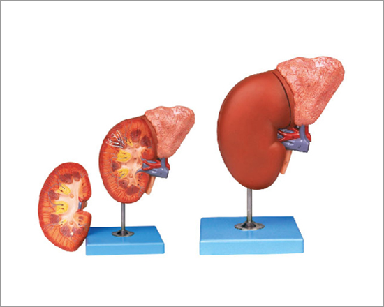 Kidney and Adrenal Gland Model