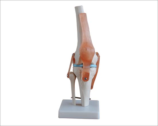Knee Joint Model Life Size