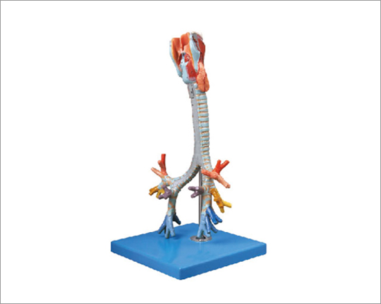 Trachea and Bronchial Tree Model