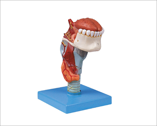 3 D Tongue and Teeth model