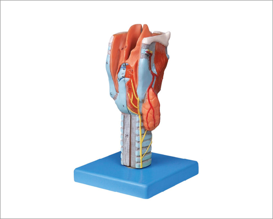 Larynx Anatomy Model