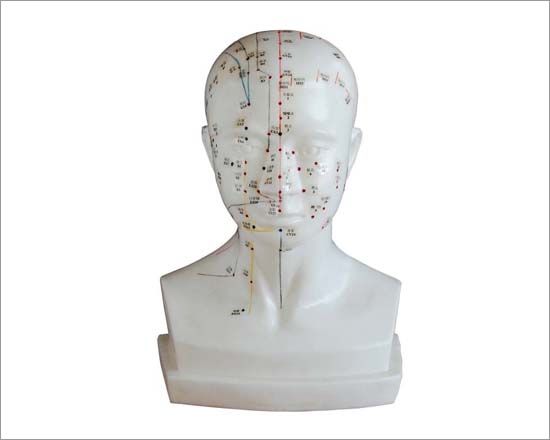 Life-Size Head Acupuncture Model