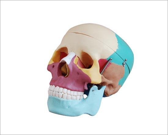 Life Size Skull with Colored Bones