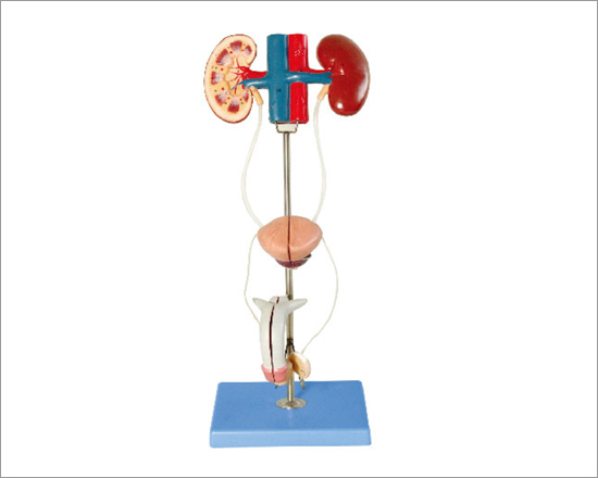 Male Urinary Organ Model