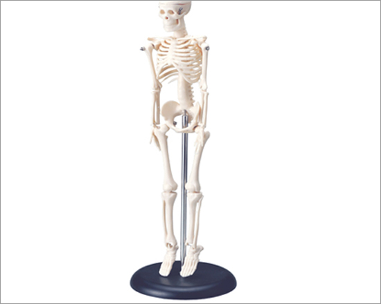 42cm Human Skeleton