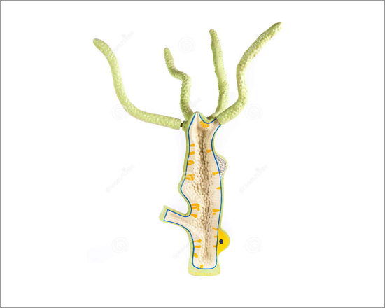 Model Of Hydra