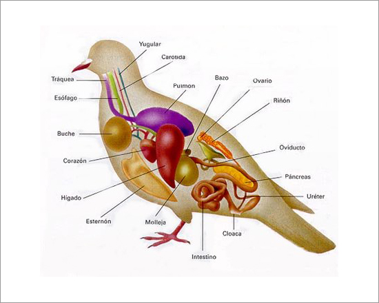 Pigeon Dissection Bird<