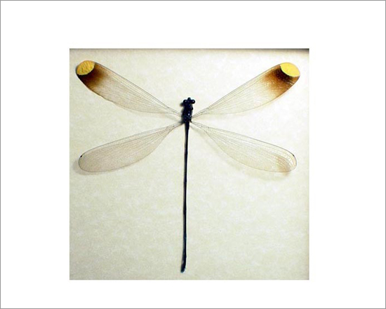 Specimens Dragonfly