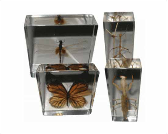 Specimens Insect Set