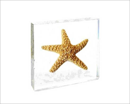 Specimens Starfish