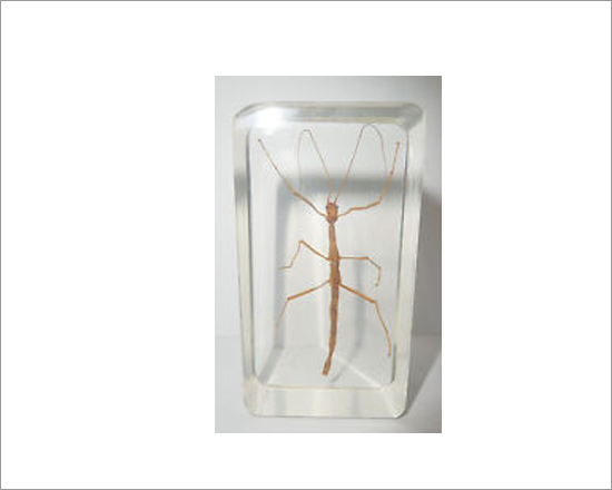 Specimens Stick Insect